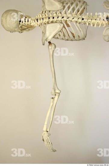 Arm Skeleton Animation references