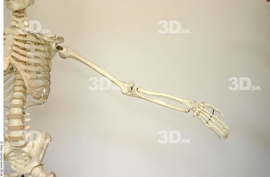 Arm Skeleton Animation references