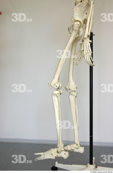 Leg Skeleton Animation references