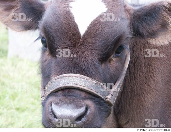 Face Calf