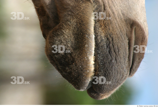 Mouth Camel