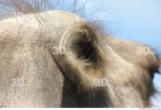 Ear Camel