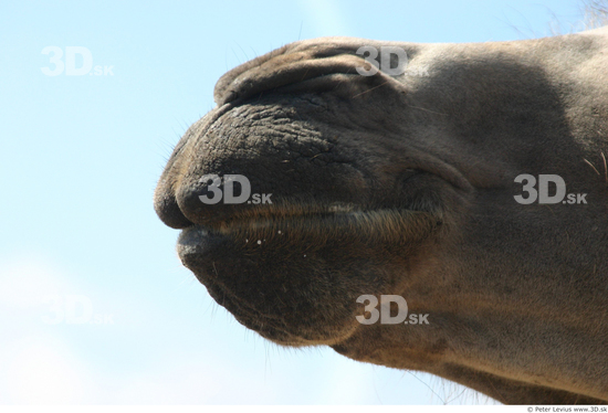 Mouth Camel