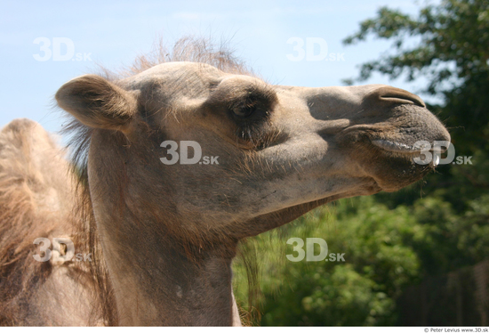 Head Camel