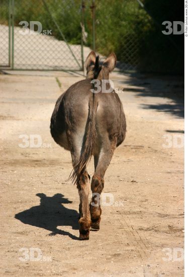 Donkey