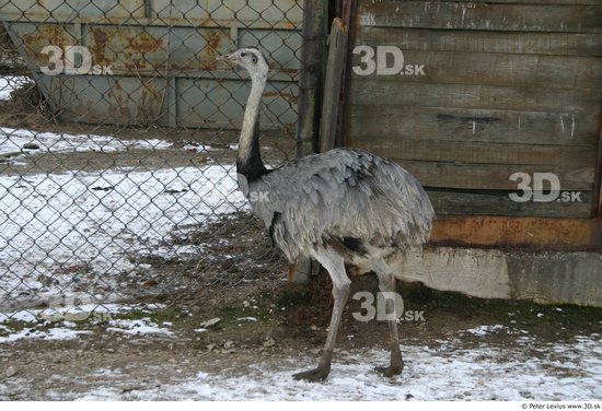 Whole Body Emus