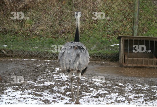 Whole Body Emus