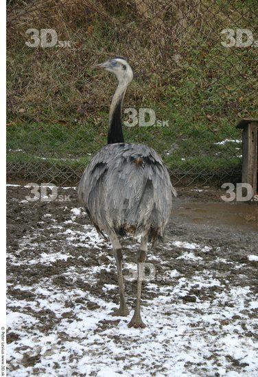 Whole Body Emus