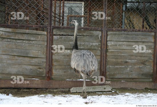 Whole Body Emus