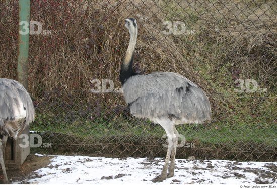 Whole Body Emus