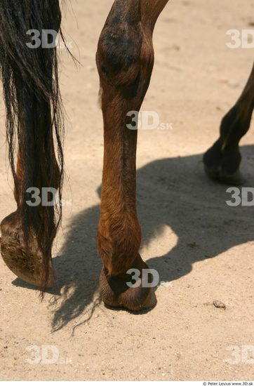 Foot Animation references Horse