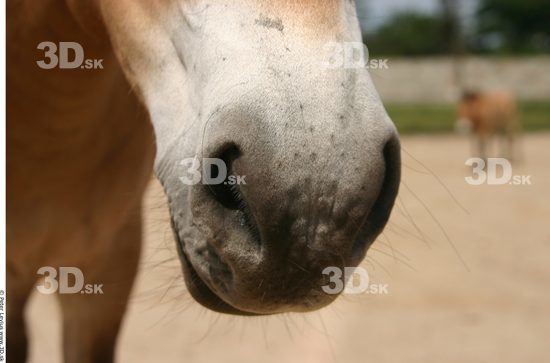 Nose Animation references Horse