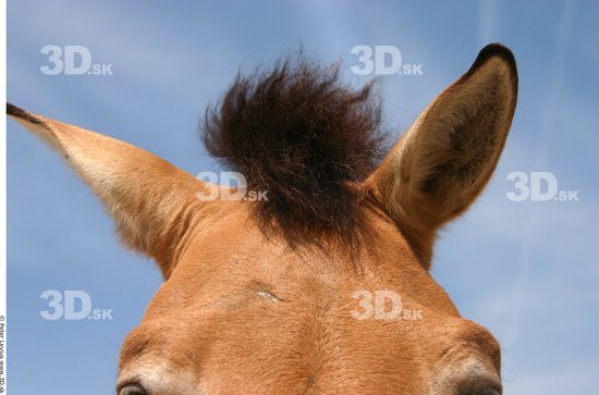 Hair Animation references Horse
