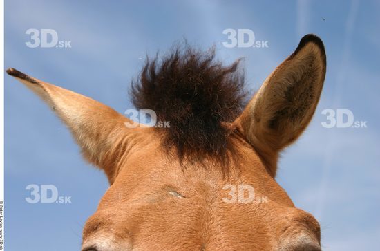Ear Animation references Horse