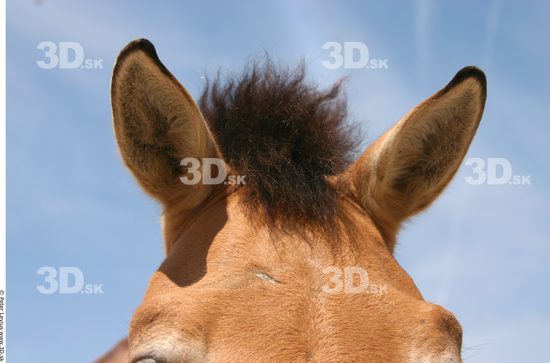 Hair Animation references Horse