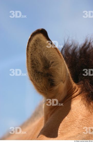 Ear Animation references Horse