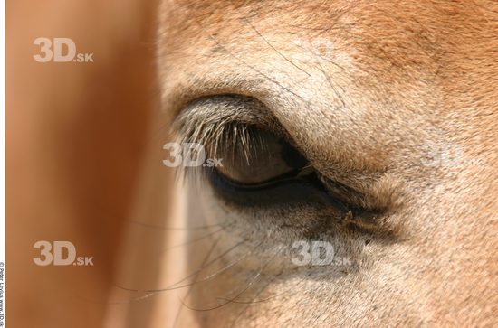 Eye Animation references Horse