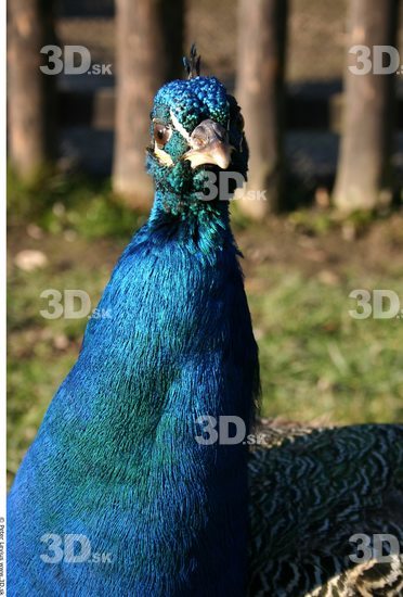 Head Peacock