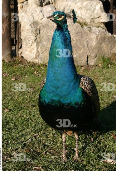 Whole Body Peacock