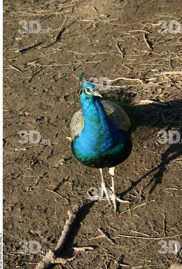 Whole Body Peacock