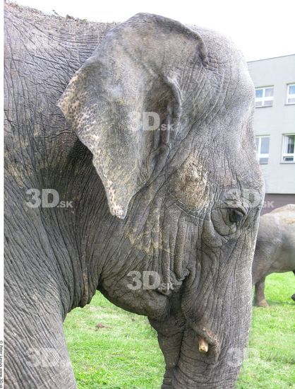 Head Elephant