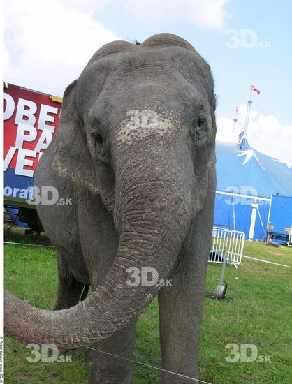 Head Elephant