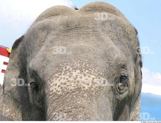 Face Elephant