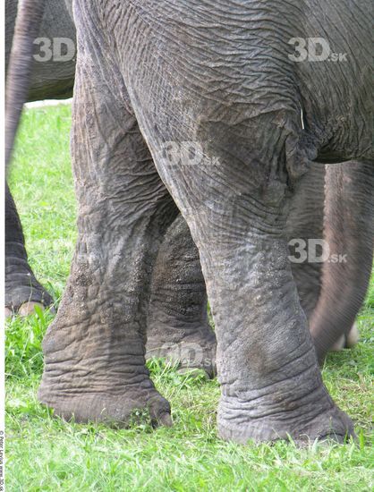 Calf Elephant