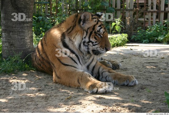 Whole Body Tiger