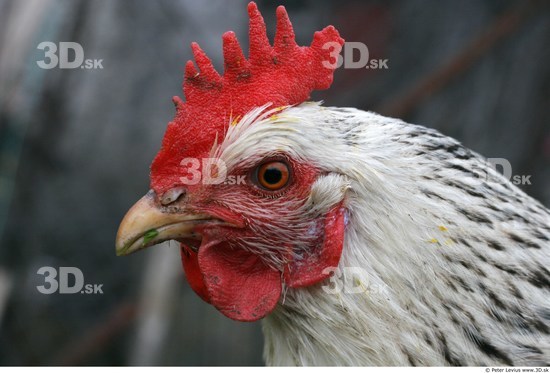 Hen