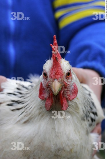 Hen