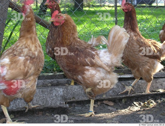 Hen