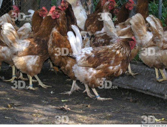 Hen