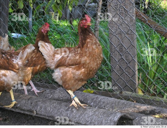 Hen