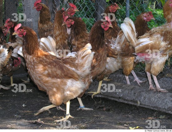 Hen