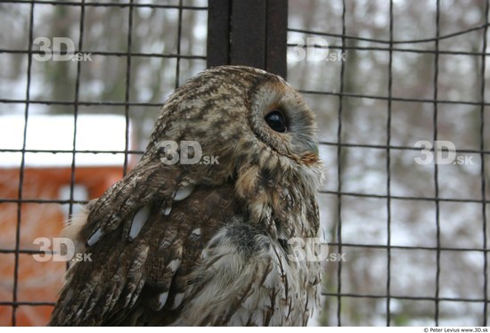 Upper Body Owl