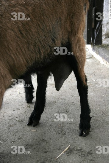 Leg Goat