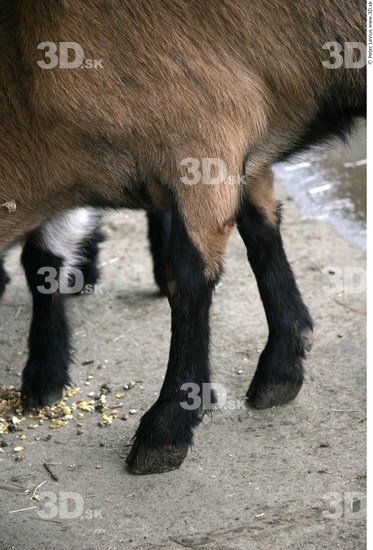 Calf Goat