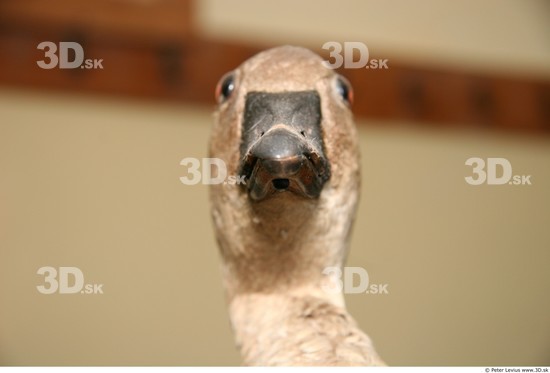 Head Goose