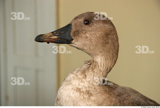 Head Goose