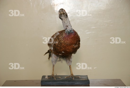 Whole Body Pheasant