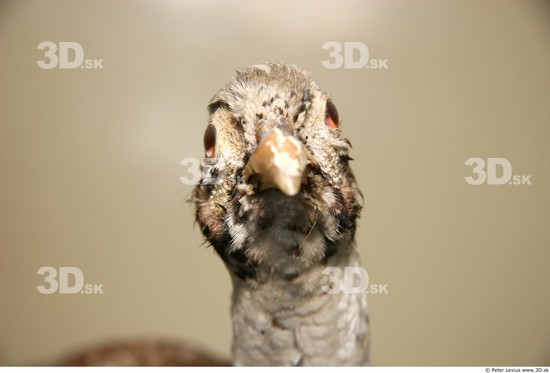 Head Pheasant