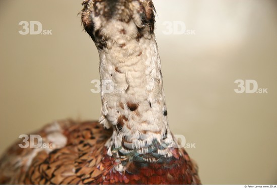 Neck Pheasant