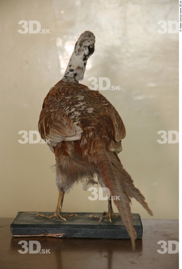 Whole Body Pheasant