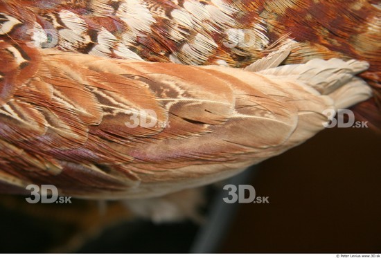 Arm Pheasant