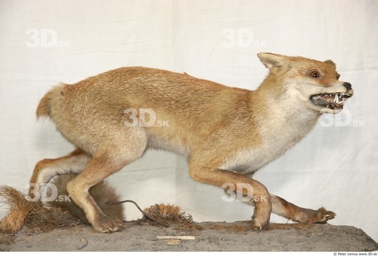 Whole Body Fox