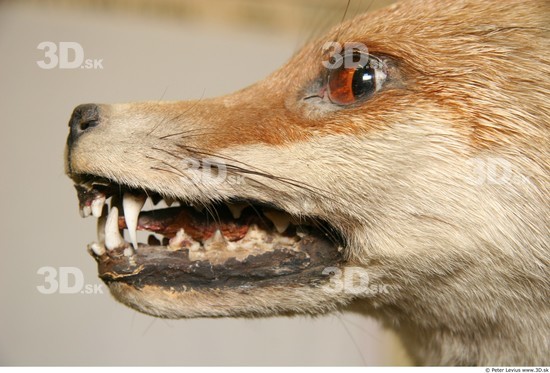 Mouth Fox