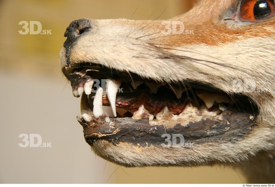 Teeth Fox