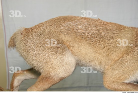 Upper Body Fox