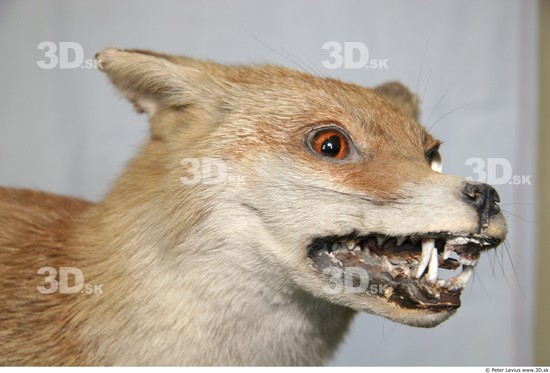 Head Fox